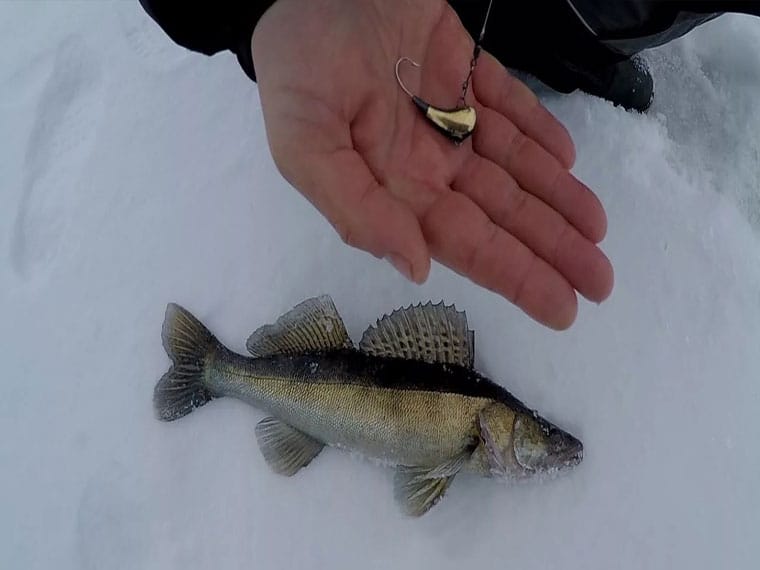 Как ловить судака на мормышку с подсадкой - делимся опытом