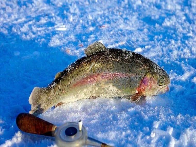 Як ловити форель взимку на платниках на поставушки?