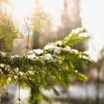 Как ловить форель зимой на платниках на поставушки?