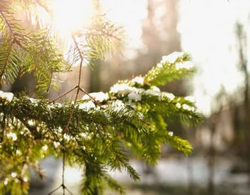 Прогноз погоди на тиждень: де в Україні очікується до +11°C