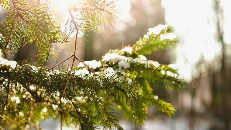 Прогноз погоди на тиждень: де в Україні очікується до +11°C