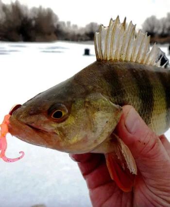 Lucky John анонсує новинки сезону: Hogy Tail і Curly Shrimp