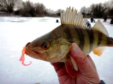 Lucky John анонсує новинки сезону: Hogy Tail і Curly Shrimp