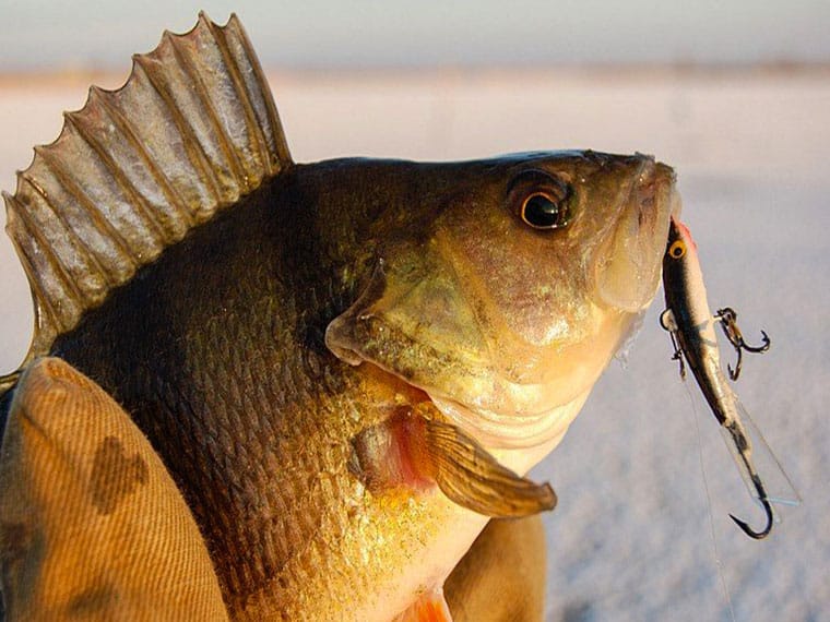 Як правильно грати балансиром? Тактика і техніка лову