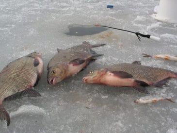 Рибалки розповіли, як прибрати запах і підвищити активність опариша