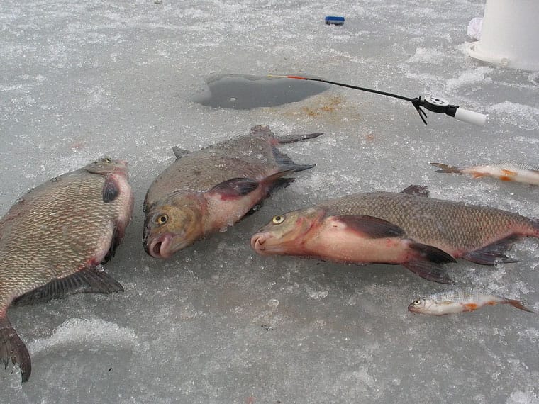 Рибалки розповіли, як прибрати запах і підвищити активність опариша