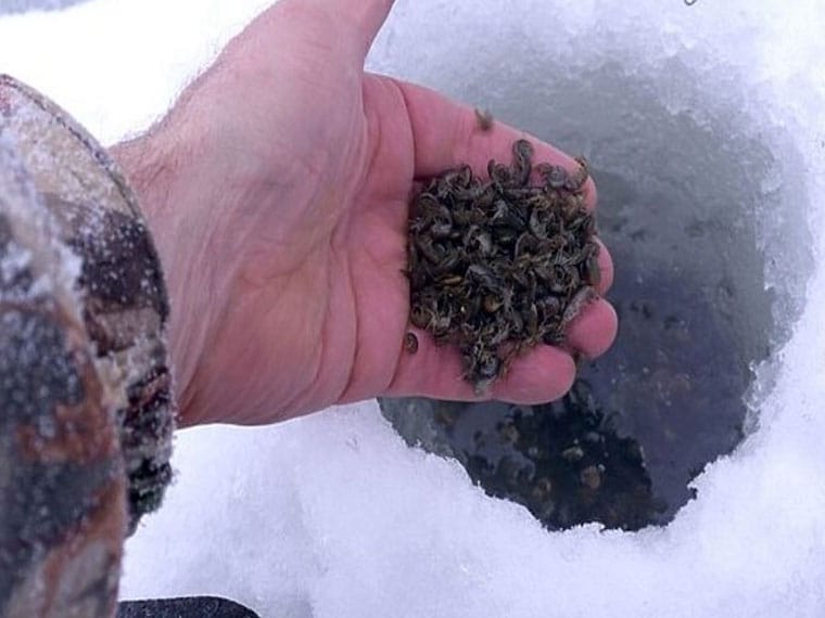 Ловля зимой на мормыша