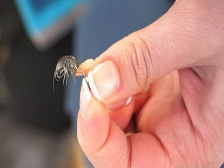 Рыболовы советуют комбинировать мормыша и опарыша