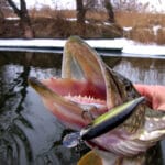 Ловля леща на «огороде»: рыбаки раскрыли самую добычливую рыбалку