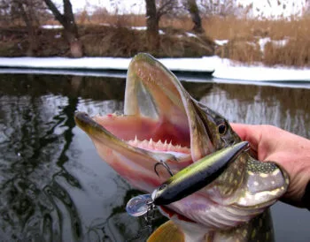 Прогноз клювання риби в Києві та Київській області