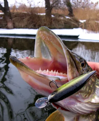 Прогноз клювання риби в Києві та Київській області