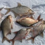 Як вибрати оптимальну глибину для лову ляща взимку на фідер?