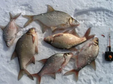 Тактика лову ляща методом «Город»