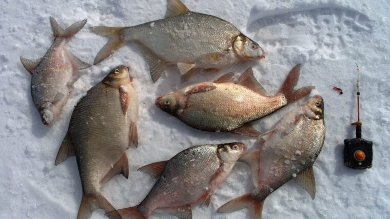 Тактика лову ляща методом «Город»