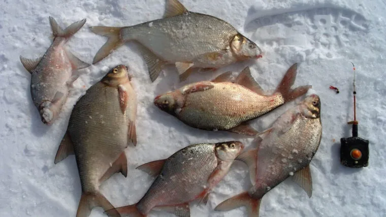 Тактика лову ляща методом «Город»