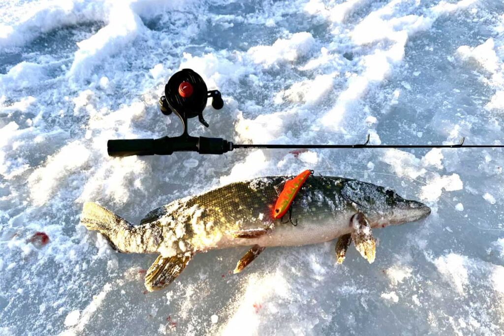 Техника ловли на вибы