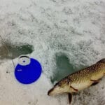 Рыбаки поделились советами, как прикормить окуня зимой