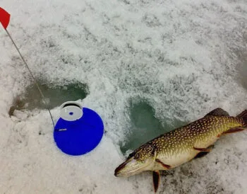 У Києві та області вводиться заборона на ловлю щуки з 15 лютого