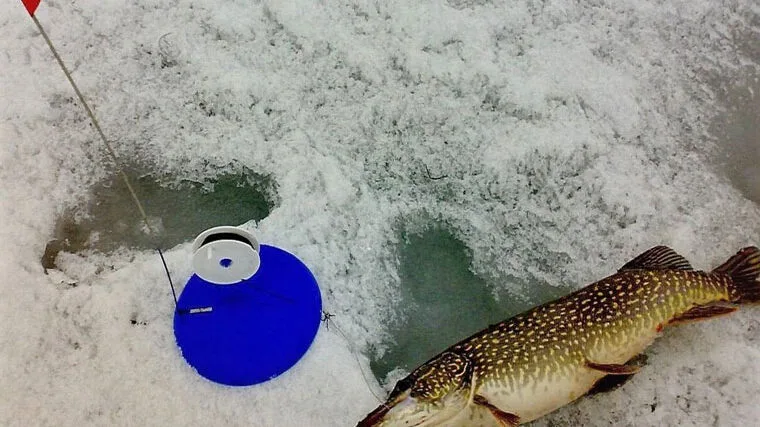 У Києві та області вводиться заборона на ловлю щуки з 15 лютого