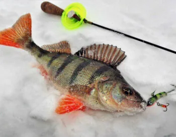 Рибалки поділилися порадами, як підгодувати окуня взимку