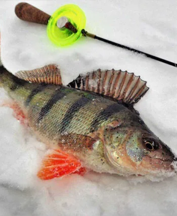 Рибалки поділилися порадами, як підгодувати окуня взимку