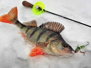 Рибалки поділилися порадами, як підгодувати окуня взимку