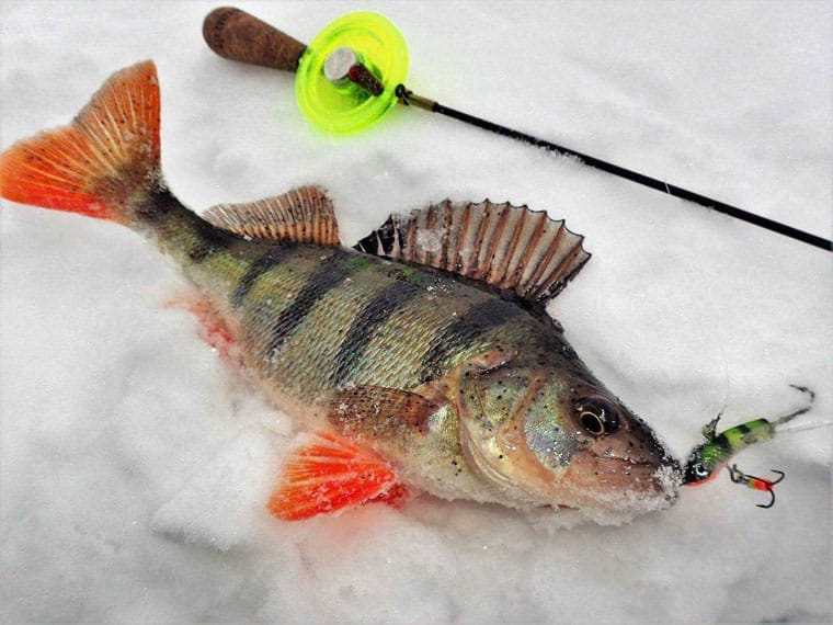 Рибалки поділилися порадами, як підгодувати окуня взимку