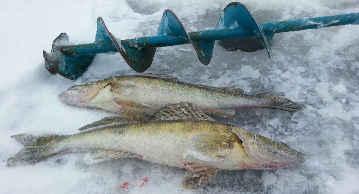 Зимова ловля судака: мормишка із сюрпризом