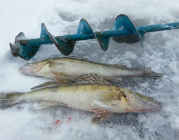 Зимова ловля судака: мормишка із сюрпризом