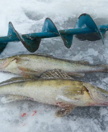 Зимова ловля судака: мормишка із сюрпризом