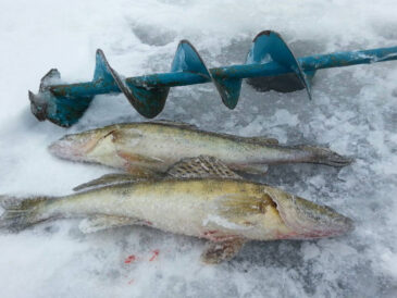 Зимова ловля судака: мормишка із сюрпризом