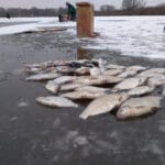 Лещ в феврале косяком идет на эту прикормку — главное добавить важный компонент