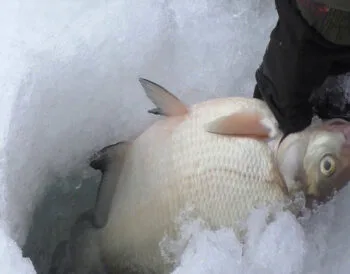 Зимовий рецепт: прикормка для ляща із захистом від замерзання