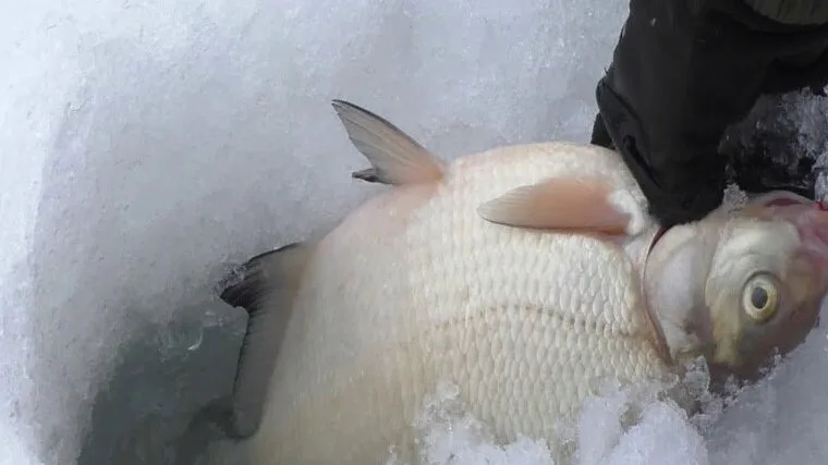 Зимовий рецепт: прикормка для ляща із захистом від замерзання