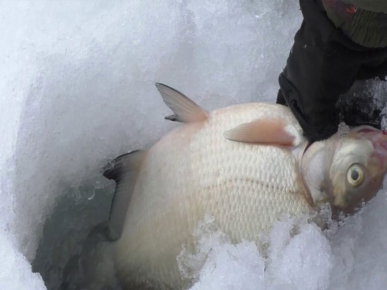 Зимовий рецепт: прикормка для ляща із захистом від замерзання