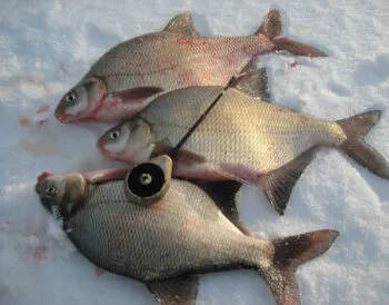 Ловля ляща в лютому: експерти розкривають секрети успіху