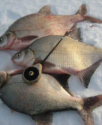 Ловля ляща в лютому: експерти розкривають секрети успіху