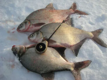 Ловля ляща в лютому: експерти розкривають секрети успіху