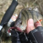 Shimano JDM: элитные удилища для европейской рыбалки