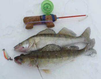 Майстер-клас: як правильно грати блешнею на судака