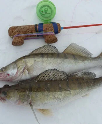 Майстер-клас: як правильно грати блешнею на судака