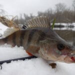 Зимние приманки для хищника: как соблазнить судака и окуня в феврале