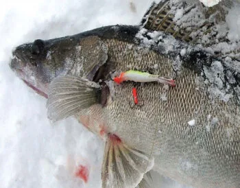 Зимние приманки для хищника: как соблазнить судака