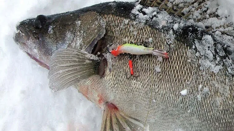 Зимние приманки для хищника: как соблазнить судака