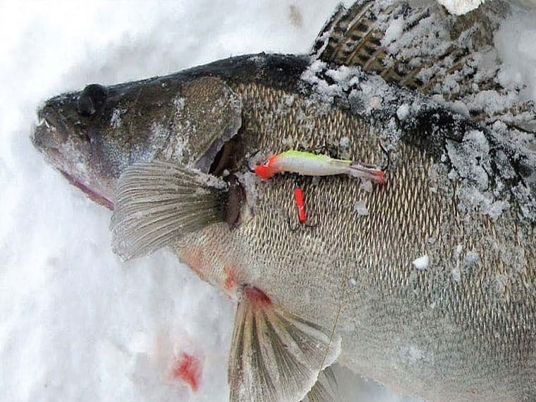 Зимние приманки для хищника: как соблазнить судака