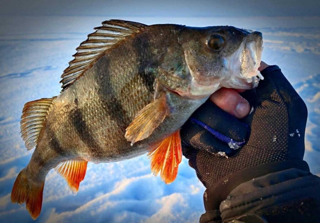 Окунь в феврале: мелкие приманки и активная игра