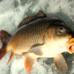 Зимние приманки для хищника: как соблазнить судака и окуня в феврале