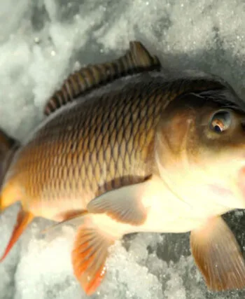 Короп взимку та підгодовування: помилки, які відлякують рибу