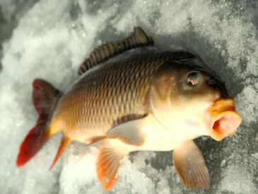 Короп взимку та підгодовування: помилки, які відлякують рибу