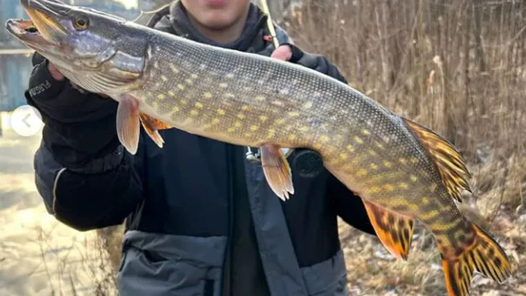 Теплі дні перед морозами: судак і щука радували рибалок